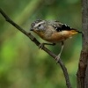 Pardalot teckovany - Pardalotus punctatus - Spotted Pardalote o5441